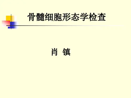 骨髓细胞形态学PPT课件