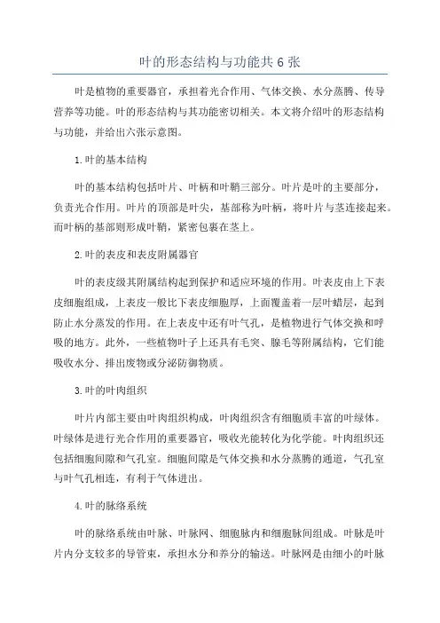 叶的形态结构与功能共6张