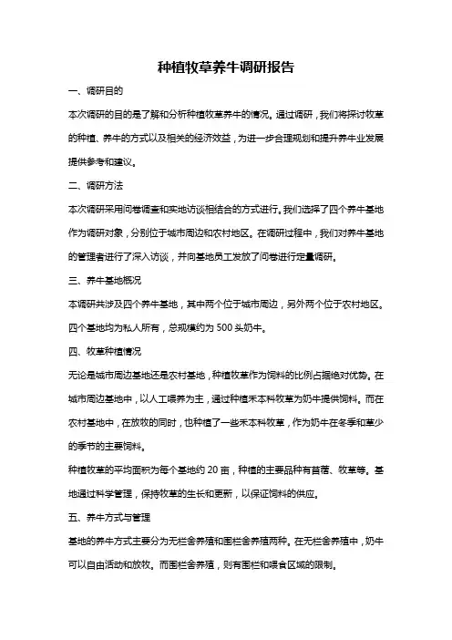 种植牧草养牛调研报告