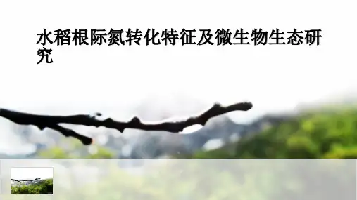 水稻根际氮转化特征及微生物生态研究