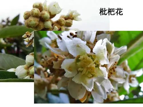 四年级下 花 果实和种子 教科版实用PPT (共27张PPT)