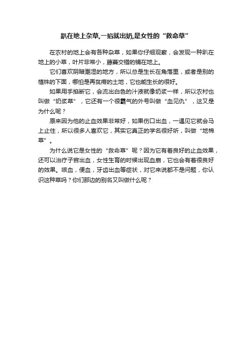 趴在地上杂草,一掐就出奶,是女性的“救命草”