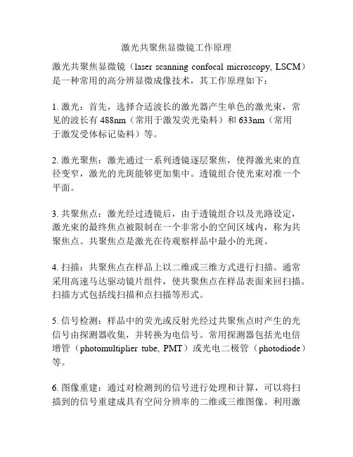激光共聚焦显微镜工作原理