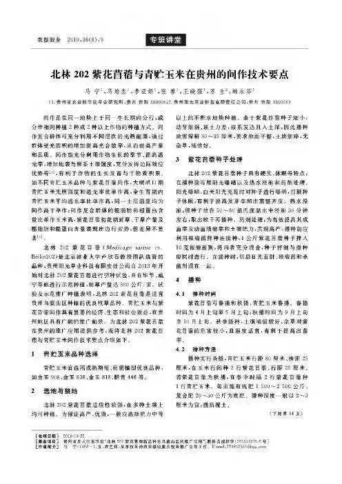 北林202紫花苜蓿与青贮玉米在贵州的间作技术要点