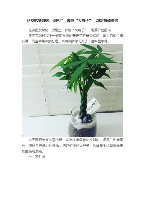 花友把发财树、虎尾兰，养成“大辫子”，观赏价值翻倍