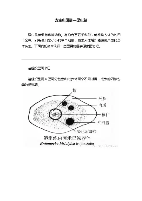 寄生虫图谱—原虫篇