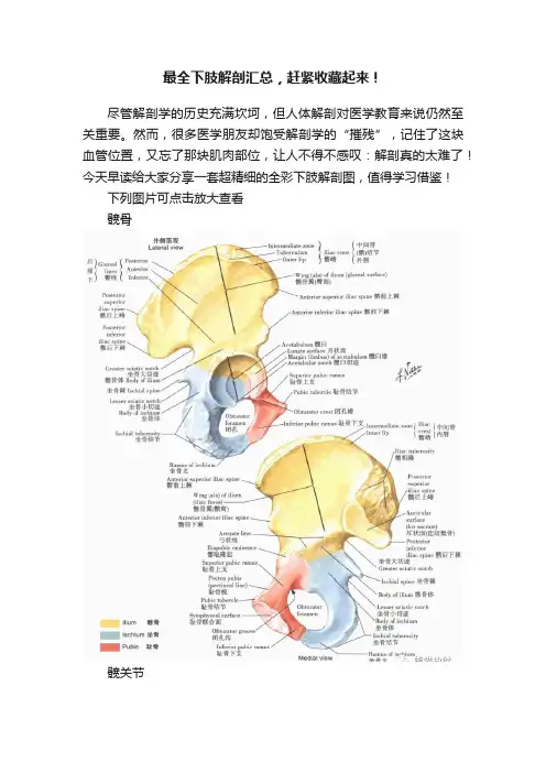 最全下肢解剖汇总，赶紧收藏起来！