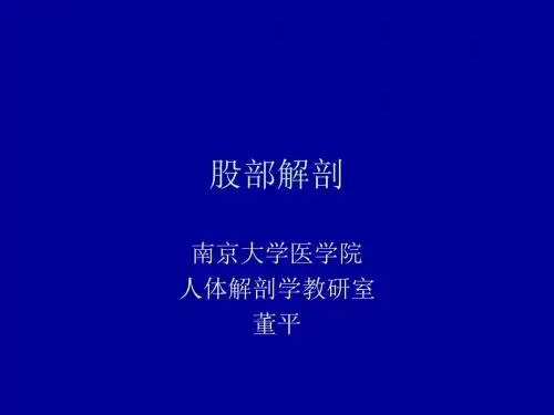 《股部的解剖》ppt课件