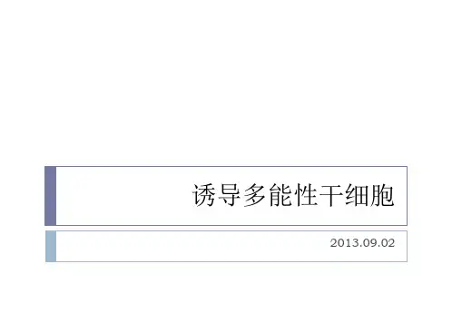 诱导多能性干细胞-张严
