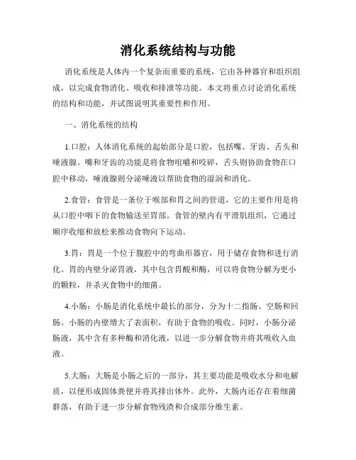 消化系统结构与功能