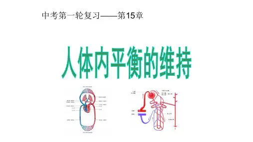 苏科版初一生物八上第15章 人体内平衡的维持 复习课件(共计38张PPT)(共38张PPT)
