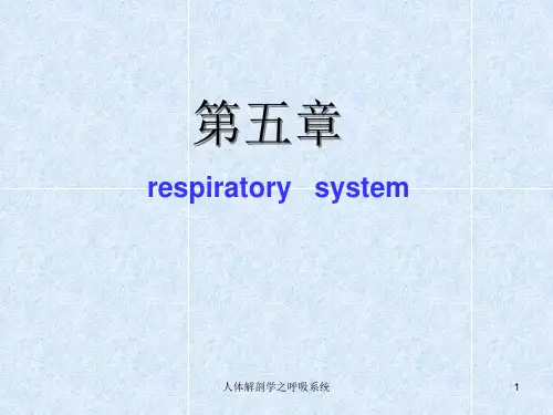 人体解剖学之呼吸系统PPT课件