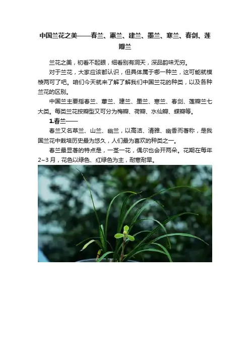 中国兰花之美——春兰、蕙兰、建兰、墨兰、寒兰、春剑、莲瓣兰