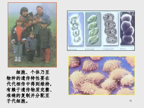 第四章-细胞的复制与转录PPT课件