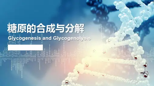 4.6 糖原合成与分解