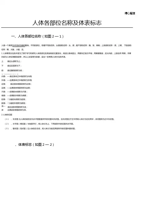 人体各部位名称及体表格模板标志