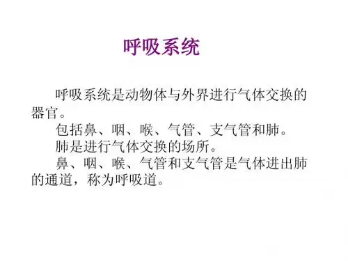 解剖学部分-呼吸系统