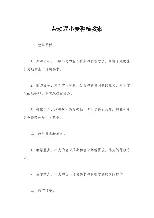 劳动课小麦种植教案