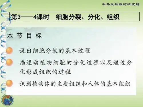 细胞分裂与分化——组织