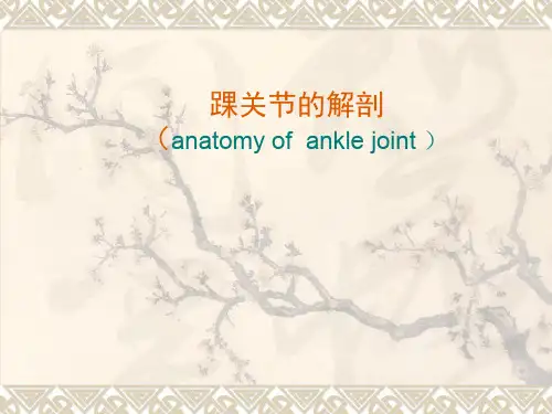 踝关节的解剖