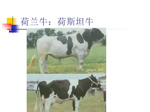 乳用牛及乳肉兼用牛的品种