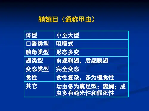 鞘翅目