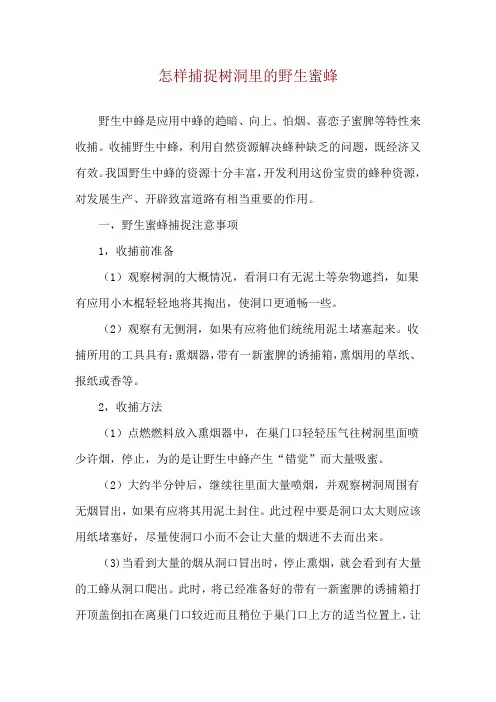 怎样捕捉树洞里的野生蜜蜂