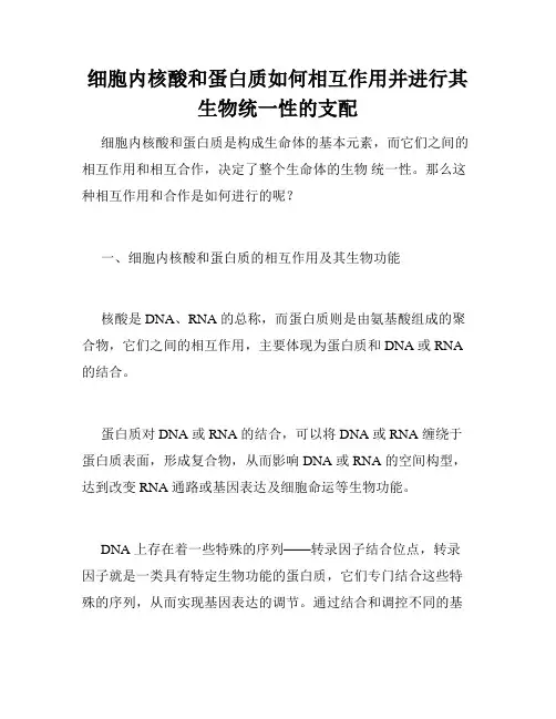 细胞内核酸和蛋白质如何相互作用并进行其生物统一性的支配