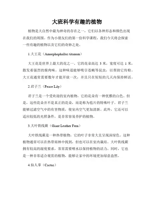 大班科学有趣的植物
