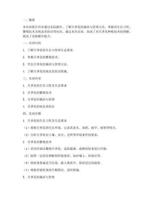 月季花的实训报告步骤