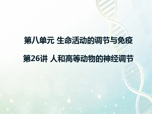 高三生物一轮复习精品课件2：第26讲 人和高等动物的神经调节