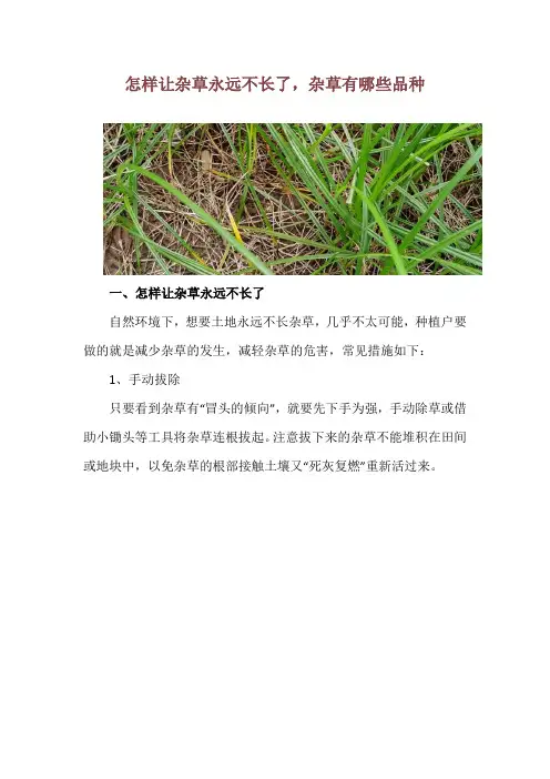 怎样让杂草永远不长了,杂草有哪些品种