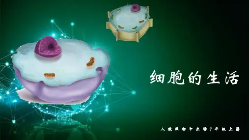 1.2.4 细胞的生活-七年级上册生物课件(人教版2024)