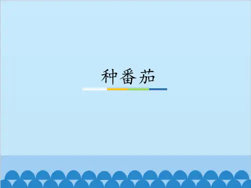 2020粤教版l四上《种番茄》优质课件