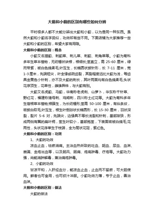 大蓟和小蓟的区别有哪些如何分辨