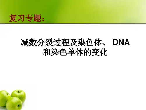 减数分裂过程及染色体和染色单体的变化