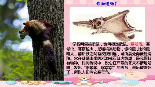 二年级上册语文课件-13 寒号鸟人教部编版(共36张PPT)
