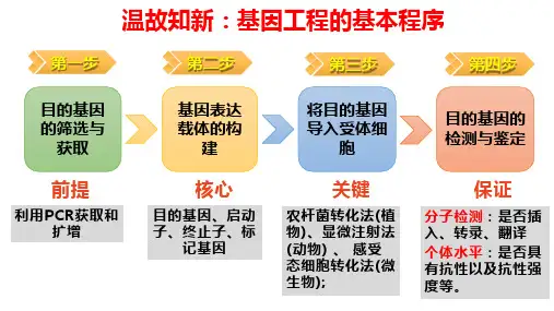 实验PCR扩增和琼脂糖凝胶电泳课件高二下学期生物人教版选择性必修3