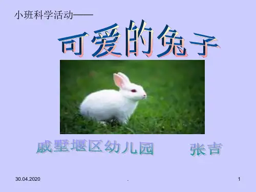 小班科学活动：可爱的兔子ppt课件