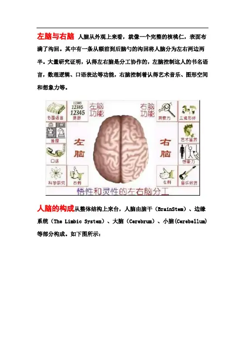 人脑的基本结构