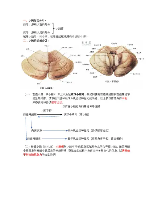 小脑的相关分区和功能