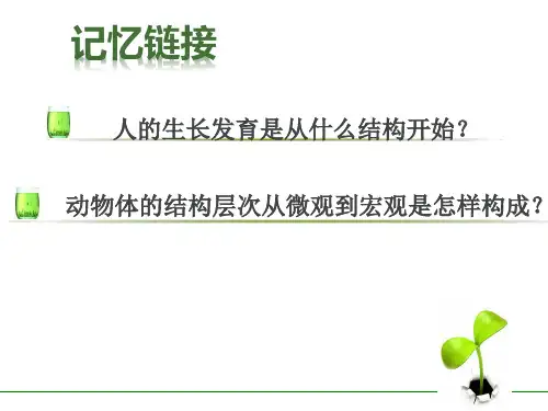 植物体的结构层次课用(1)