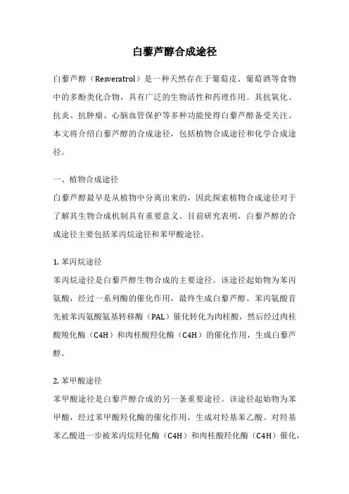 白藜芦醇合成途径