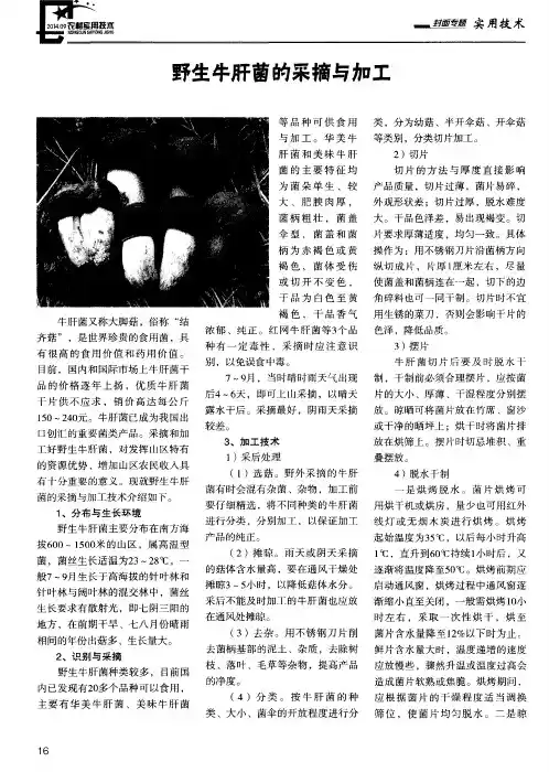野生牛肝菌的采摘与加工