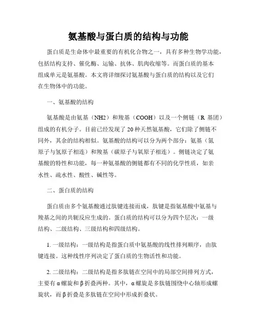 氨基酸与蛋白质的结构与功能