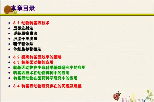 转基因动物PPT.