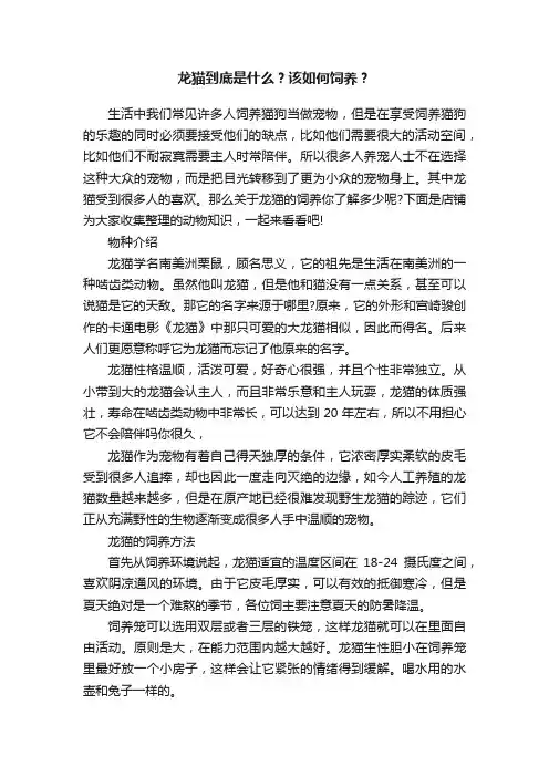 龙猫到底是什么？该如何饲养？