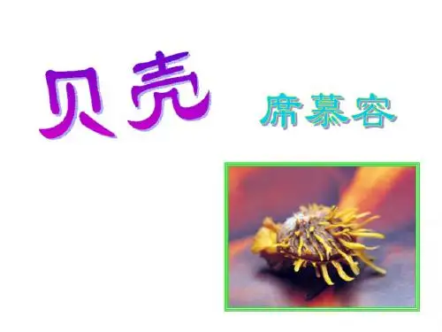 初中语文《贝壳》(共14张)ppt8
