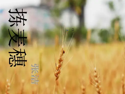 《拣麦穗》ppt课件