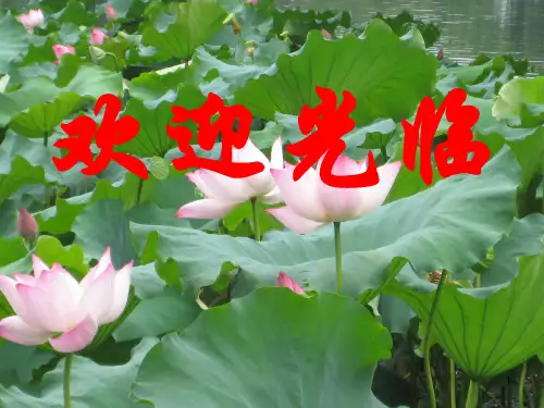 动物细胞有丝分裂过程PPT课件